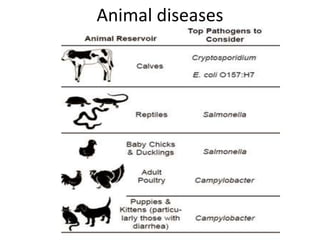 Animal diseases
 