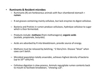 • Ruminants & Resident microbes
   – Ruminants (R) are herbivorous animals with four-chambered stomach =
     rumen.

   – R eat grasses containing mainly cellulose, but lack enzymes to digest cellulose.

   – Bacteria and Protists in rumen produce cellulases, hydrolyze cellulose to sugar
     which is then fermented.

   – Products include: methane (from methanogens); organic acids
     (acetate, propionate, butyrate).

   – Acids are adsorbed by R into bloodstream, provide source of energy.

   – Methane must be released by belching, ~2 liters/min. Disease "bloat" when
     cows can't belch.

   – Microbial population totally anaerobic, achieves highest density of bacteria
     (up to 1012 cells/ml).

   – Cellulose digestion is slow process. Animals regurgitate rumen contents back
     to mouth to facilitate breakdown, "chewing cud".
 