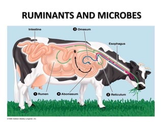 RUMINANTS AND MICROBES
 