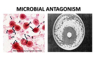 MICROBIAL ANTAGONISM
 