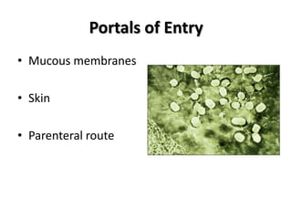 Portals of Entry
• Mucous membranes

• Skin

• Parenteral route
 