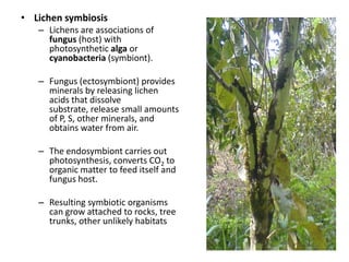 • Lichen symbiosis
   – Lichens are associations of
     fungus (host) with
     photosynthetic alga or
     cyanobacteria (symbiont).

   – Fungus (ectosymbiont) provides
     minerals by releasing lichen
     acids that dissolve
     substrate, release small amounts
     of P, S, other minerals, and
     obtains water from air.

   – The endosymbiont carries out
     photosynthesis, converts CO2 to
     organic matter to feed itself and
     fungus host.

   – Resulting symbiotic organisms
     can grow attached to rocks, tree
     trunks, other unlikely habitats
 