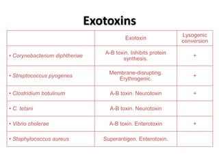 Exotoxins
                                                                 Lysogenic
                                           Exotoxin
                                                                 conversion

                                   A-B toxin. Inhibits protein
• Corynebacterium diphtheriae                                        +
                                          synthesis.

                                     Membrane-disrupting.
• Streptococcus pyogenes                                             +
                                        Erythrogenic.

• Clostridium botulinum              A-B toxin. Neurotoxin           +

• C. tetani                          A-B toxin. Neurotoxin

• Vibrio cholerae                    A-B toxin. Enterotoxin          +

• Staphylococcus aureus            Superantigen. Enterotoxin.
 
