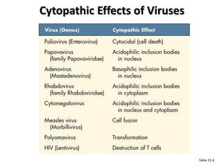 Cytopathic Effects of Viruses




                                Table 15.4
 