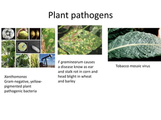 Plant pathogens



                           F graminearum causes
                           a disease know as ear       Tobacco mosaic virus
                           and stalk rot in corn and
Xanthomonas                head blight in wheat
Gram-negative, yellow-     and barley
pigmented plant
pathogenic bacteria
 