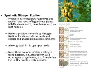 • Symbiotic Nitrogen Fixation
   – symbiosis between bacteria (Rhizobium
     species) and roots of leguminous plants
     (alfalfa, clover, vetch, peas, beans, etc.) -->
     root nodules

   – Bacteria provide ammonia by nitrogen
     fixation. Plants provide nutrients and
     shelter and anaerobic microenvironments

   – Allows growth in nitrogen-poor soils

   – Note: there are non-symbiotic nitrogen-
     fixing bacteria, e.g. Azotobacter. Also
     other types of symbionts, e.g. Frankia that
     live in Alder roots, create nodules.
 