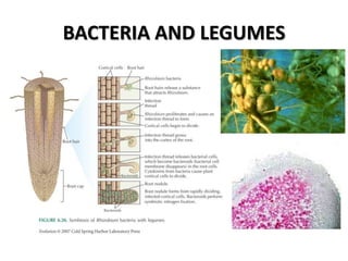BACTERIA AND LEGUMES
 