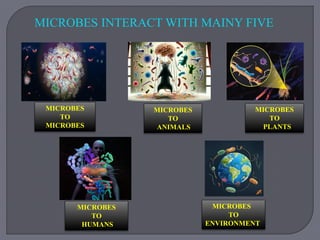MICROBES INTERACT WITH MAINY FIVE
MICROBES
TO
MICROBES
MICROBES
TO
ANIMALS
MICROBES
TO
PLANTS
MICROBES
TO
HUMANS
MICROBES
TO
ENVIRONMENT
 