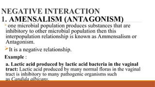 NEGATIVE INTERACTION
1. AMENSALISM (ANTAGONISM)
 one microbial population produces substances that are
inhibitory to other microbial population then this
interpopulation relationship is known as Ammensalism or
Antagonism.
It is a negative relationship.
Example :
a. Lactic acid produced by lactic acid bacteria in the vaginal
tract: Lactic acid produced by many normal floras in the vaginal
tract is inhibitory to many pathogenic organisms such
as Candida albicans.
 