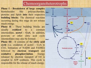 Chemoorganoheterotrophs
Phase I - Breakdown of large complex
biomolecules like polysaccharides,
proteins and lipids into their respective
building blocks. The chemical reactions
occurring during this stage do not release
much energy.
Phase II - These building blocks are
usually oxidized to a common
intermediate, acetyl - CoA. In addition,
pyruvate or other citric acid cycle
intermediates may also be formed.
Phase III - It consists of the citric acid
cycle (i.e. oxidation of acetyl - CoA to
CO2, formation of NADH and FADH2)
followed by electron transport and
oxidative phosphorylation. Energy
released by electron transport of O2 is
coupled to ATP synthesis. This cycle is
responsible for the release of much energy.
 