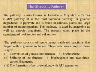 The Glycolytic Pathway
The pathway is also known as Embden – Meyerhof – Parnas
(EMP) pathway. It is the most common pathway for glucose
degradation to pyruvate and is found in animals, plants and large
number of microorganism. This pathway is used by anaerobic as
well as aerobic organisms. The process takes place in the
cytoplasm of prokaryotes and eukaryotes.
The pathway consists of ten enzyme- catalyzed reactions that
begin with a glucose molecule. These reactions comprise three
stages:
(i) Conversion of glucose into fructose 1,6 - bisphosphate
(ii) Splitting of the fructose 1-6- bisphosphate into two three-
carbon fragments.
(iii) The formation of pyruvate along with ATP generation.
 