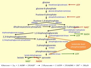 Substrate level
phosphorylation
 