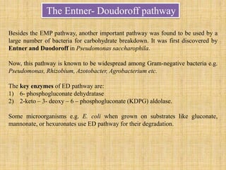 The Entner- Doudoroff pathway
Besides the EMP pathway, another important pathway was found to be used by a
large number of bacteria for carbohydrate breakdown. It was first discovered by
Entner and Duodoroff in Pseudomonas saccharophila.
Now, this pathway is known to be widespread among Gram-negative bacteria e.g.
Pseudomonas, Rhizobium, Azotobacter, Agrobacterium etc.
The key enzymes of ED pathway are:
1) 6- phosphogluconate dehydratase
2) 2-keto – 3- deoxy – 6 – phosphogluconate (KDPG) aldolase.
Some microorganisms e.g. E. coli when grown on substrates like gluconate,
mannonate, or hexuronates use ED pathway for their degradation.
 
