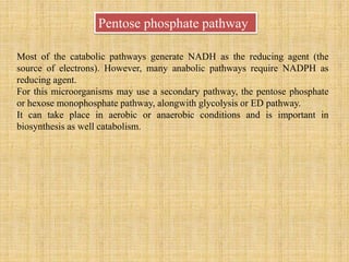 Pentose phosphate pathway
Most of the catabolic pathways generate NADH as the reducing agent (the
source of electrons). However, many anabolic pathways require NADPH as
reducing agent.
For this microorganisms may use a secondary pathway, the pentose phosphate
or hexose monophosphate pathway, alongwith glycolysis or ED pathway.
It can take place in aerobic or anaerobic conditions and is important in
biosynthesis as well catabolism.
 