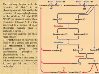 The pathway begins with the
oxidation of G-6-P to 6-
phosphogluconate followed by the
oxidation of 6-phosphogluconate
to the ribulose- 5-P and CO2.
NADPH is produced during these
oxidations. Ribulose 5- P is then
converted to a mixture of sugar
phosphates (varying from 3
carbon to 7 carbon).
The enzymes carrying out these
reactions are:
(i) Transketolase. It catalyzes the
transfer of 2-carbon keto groups.
(ii) Transaldolase. It transfers a
3-carbon group from
sedoheptulose 7-phosphate to
glyceraldehyde - 3-P.
The overall result is that three G-
6-P are converted to 2 fructose - 6-
P, one gly 3-P and 3 CO2
molecules.
 