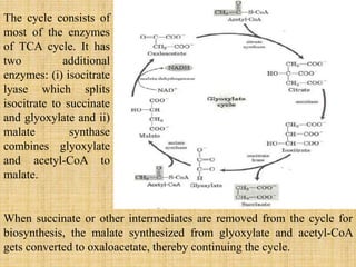The cycle consists of
most of the enzymes
of TCA cycle. It has
two additional
enzymes: (i) isocitrate
lyase which splits
isocitrate to succinate
and glyoxylate and ii)
malate synthase
combines glyoxylate
and acetyl-CoA to
malate.
When succinate or other intermediates are removed from the cycle for
biosynthesis, the malate synthesized from glyoxylate and acetyl-CoA
gets converted to oxaloacetate, thereby continuing the cycle.
 