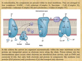 In mitochondria, the components are present within its inner membrane. They are arranged in
four complexes: NADH – CoQ reductase (Complex I), Succinate – CoQ (Complex II),
cytochrome c reductase (Complex III) and cytochrome c oxidase (Complex IV).
In this scheme the carriers are organized asymmetrically within the inner membrane so that
protons are transported across as electrons move along the chain. Proton release into the
intermembrane space occurs when electrons are transferred from carriers, such as FMN and
coenzyme Q (Q), that carry both electrons and protons to components like nonheme iron
proteins (FeS proteins) and cytochromes (Cyt) that transport only electrons.
 