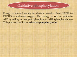 Oxidative phosphorylation
Energy is released during the electron transfers from NADH (or
FADH2) to molecular oxygen. This energy is used to synthesize
ATP by adding an inorganic phosphate to ADP (phosphorylation).
This process is called as oxidative phosphorlyation.
 