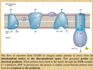 The flow of electrons from NADH to oxygen causes protons to move from the
mitochondrial matrix to the intermembrane space. This generates proton and
electrical gradients. When protons move back to the matrix through the F1F0 complex,
F1 synthesizes ATP. In procaryotes, the process is similar except that the protons move
from the cytoplasm to the periplasm.
 