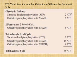 ATP Yield from the Aerobic Oxidation of Glucose by Eucaryotic
Cells
 