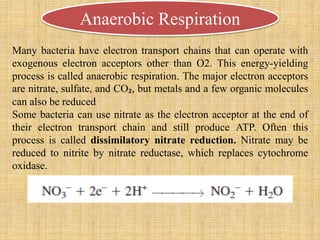 Anaerobic Respiration
Many bacteria have electron transport chains that can operate with
exogenous electron acceptors other than O2. This energy-yielding
process is called anaerobic respiration. The major electron acceptors
are nitrate, sulfate, and CO₂, but metals and a few organic molecules
can also be reduced
Some bacteria can use nitrate as the electron acceptor at the end of
their electron transport chain and still produce ATP. Often this
process is called dissimilatory nitrate reduction. Nitrate may be
reduced to nitrite by nitrate reductase, which replaces cytochrome
oxidase.
 
