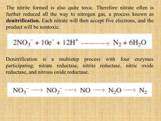 The nitrite formed is also quite toxic. Therefore nitrate often is
further reduced all the way to nitrogen gas, a process known as
denitrification. Each nitrate will then accept five electrons, and the
product will be nontoxic.
Denitrification is a multistep process with four enzymes
participating: nitrate reductase, nitrite reductase, nitric oxide
reductase, and nitrous oxide reductase.
 