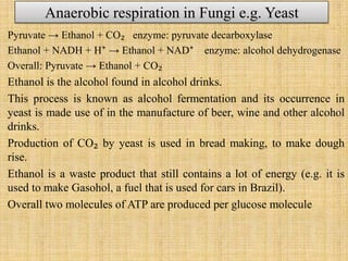 Anaerobic respiration in Fungi e.g. Yeast
Pyruvate → Ethanol + CO₂ enzyme: pyruvate decarboxylase
Ethanol + NADH + H⁺ → Ethanol + NAD⁺ enzyme: alcohol dehydrogenase
Overall: Pyruvate → Ethanol + CO₂
Ethanol is the alcohol found in alcohol drinks.
This process is known as alcohol fermentation and its occurrence in
yeast is made use of in the manufacture of beer, wine and other alcohol
drinks.
Production of CO₂ by yeast is used in bread making, to make dough
rise.
Ethanol is a waste product that still contains a lot of energy (e.g. it is
used to make Gasohol, a fuel that is used for cars in Brazil).
Overall two molecules of ATP are produced per glucose molecule
 