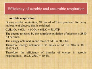 Efficiency of aerobic and anaerobic respiration
• Aerobic respiration:
During aerobic repiration, 38 mol of ATP are produced for every
molecule of glucose that is oxidized
C₆H₁₂O₆ + 6O₂ → 6CO₂ + 6H₂O + 38 ATP
The energy released by the complete oxidation of glucose is 2880
KJ per mol.
The energy obtained in one mole of ATP is 30.6 KJ.
Therefore, energy obtained in 38 moles of ATP is 30.6 X 38 =
1162.8 KJ.
Therefore, the efficiency of transfer of energy in aerobic
respiration is 1162.8/ 2880 = 40.4%
 