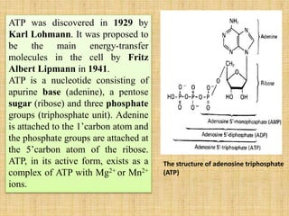 ATP was discovered in 1929 by
Karl Lohmann. It was proposed to
be the main energy-transfer
molecules in the cell by Fritz
Albert Lipmann in 1941.
ATP is a nucleotide consisting of
apurine base (adenine), a pentose
sugar (ribose) and three phosphate
groups (triphosphate unit). Adenine
is attached to the 1’carbon atom and
the phosphate groups are attached at
the 5’carbon atom of the ribose.
ATP, in its active form, exists as a
complex of ATP with Mg2+ or Mn2+
ions.
The structure of adenosine triphosphate
(ATP)
 