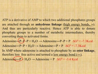 ATP is a derivative of AMP to which two additional phosphates groups
are attached through an anhydrous linkage (high energy bonds, ~).
And thus are particularly reactive. Hence ATP is able to donate
phosphate groups to a number of metabolic intermediates, thereby
converting them to activated forms.
Adenosine―P~P~P + H₂O → Adenosine―P~P + P ΔG0 = -7.3Kcal
Adenosine―P~P + H₂O → Adenosine―P + P ΔG0 = -7.3Kcal
In AMP where adenosine is attached to phosphate by an ester linkage,
therefore less free active and termed a low energy bond (―).
Adenosine―P + H₂O → Adenosine + P ΔG0 = -3.4 Kcal
 