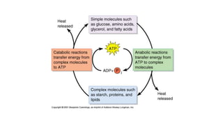 Microbial Metabolism
Why is energy needed?
 maintain the structural integrity of the cell by repairing any damage to its ...