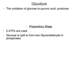 • The oxidation of glucose to pyruvic acid; produces
• Preparatory Stage
• 2 ATPs are used
• Glucose is split to form two Glyceraldehyde-3-
phosphates
Glycolysis
 