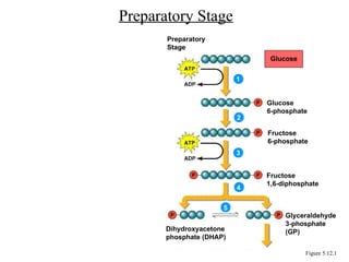 Preparatory Stage
Figure 5.12.1
Preparatory
Stage
Glucose
Glucose
6-phosphate
Fructose
6-phosphate
Fructose
1,6-diphosphate
Dihydroxyacetone
phosphate (DHAP)
Glyceraldehyde
3-phosphate
(GP)
1
2
3
4
5
 