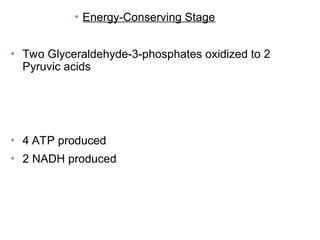 • Energy-Conserving Stage
• Two Glyceraldehyde-3-phosphates oxidized to 2
Pyruvic acids
• 4 ATP produced
• 2 NADH produced
 
