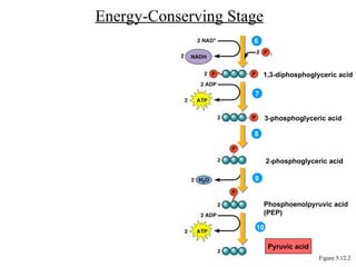 Energy-Conserving Stage
Figure 5.12.2
1,3-diphosphoglyceric acid
3-phosphoglyceric acid
2-phosphoglyceric acid
Phosphoenolpyruvic acid
(PEP)
6
7
8
9
10
Pyruvic acid
 