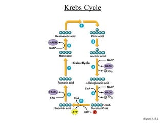 Krebs Cycle
Figure 5.13.2
 