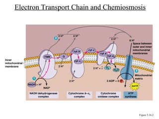 Electron Transport Chain and Chemiosmosis
Figure 5.16.2
 