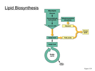 Lipid Biosynthesis
Figure 5.29
 