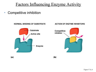 • Competitive inhibition
Factors Influencing Enzyme Activity
Figure 5.7a, b
 
