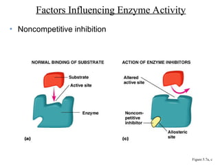 • Noncompetitive inhibition
Factors Influencing Enzyme Activity
Figure 5.7a, c
 