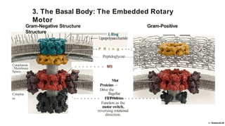 Microbial_Motility_The_Biological_Motor.pptx
