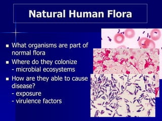 Natural Human Flora
 What organisms are part of
normal flora
 Where do they colonize
- microbial ecosystems
 How are they able to cause
disease?
- exposure
- virulence factors
 