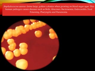 Staphylococcus aureus forms large, golden colonies when growing on blood sugar agar. This
human pathogen causes diseases such as Boils, Abscesses, Bacteraemia, Endocarditis, Food
Poisoning, Pharyngitis and Pneumonia.
 
