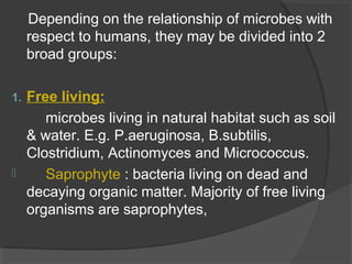 Depending on the relationship of microbes with
respect to humans, they may be divided into 2
broad groups:
1. Free living:
microbes living in natural habitat such as soil
& water. E.g. P.aeruginosa, B.subtilis,
Clostridium, Actinomyces and Micrococcus.
 Saprophyte : bacteria living on dead and
decaying organic matter. Majority of free living
organisms are saprophytes,
 