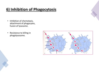 6) Inhibition of Phagocytosis
• Inhibition of chemotaxis,
attachment of phagocytes,
fusion of lysosome.
• Resistance to killing in
phagolysosome.
 