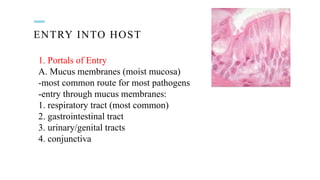 ENTRY INTO HOST
1. Portals of Entry
A. Mucus membranes (moist mucosa)
-most common route for most pathogens
-entry through mucus membranes:
1. respiratory tract (most common)
2. gastrointestinal tract
3. urinary/genital tracts
4. conjunctiva
 