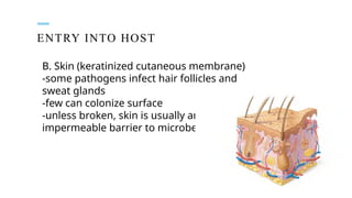 ENTRY INTO HOST
B. Skin (keratinized cutaneous membrane)
-some pathogens infect hair follicles and
sweat glands
-few can colonize surface
-unless broken, skin is usually an
impermeable barrier to microbes
 