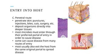 ENTRY INTO HOST
C. Penetral route
• penetrate skin: punctures,
injections, bites, cuts, surgery, etc.
• deposit organisms directly into
deeper tissues
• most microbes must enter through
their preferred portal of entry in
order to cause disease
• some can cause disease from many
routes of entry
• most usually also exit the host from
the same original portal to spread
disease
 