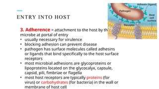 ENTRY INTO HOST
3. Adherence = attachment to the host by the
microbe at portal of entry
• usually necessary for virulence
• blocking adhesion can prevent disease
• pathogen has surface molecules called adhesins
or ligands that bind specifically to the host surface
receptors
• most microbial adhesions are glycoproteins or
lipoproteins located on the glycocalyx, capsule,
capsid, pili, fimbriae or flagella
• most host receptors are typically proteins (for
virus) or carbohydrates (for bacteria) in the wall or
membrane of host cell
 