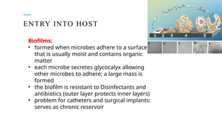 ENTRY INTO HOST
Biofilms:
• formed when microbes adhere to a surface
that is usually moist and contains organic
matter
• each microbe secretes glycocalyx allowing
other microbes to adhere; a large mass is
formed
• the biofilm is resistant to Disinfectants and
antibiotics (outer layer protects inner layers)
• problem for catheters and surgical implants:
serves as chronic reservoir
 